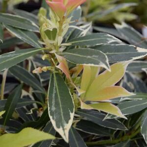 Pieris 'Flaming Silver' 15-20 cm